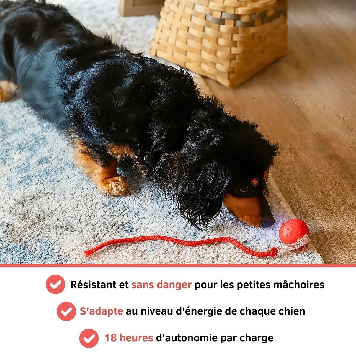 Petit chien stimulé par la balle en mouvement